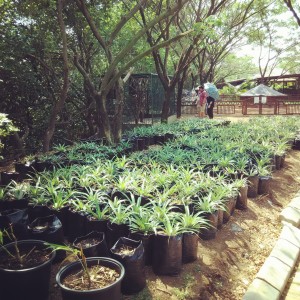 bibit-bibit mangrove