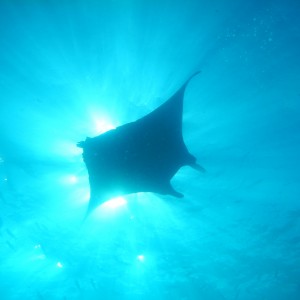 <em>manta ray</em>