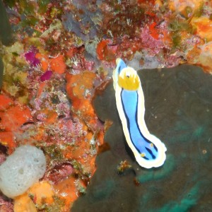<em>nudibranch Chromodoris sp</em>