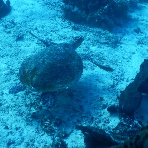 Penyu hijau (<em>Chelonia mydas</em>)