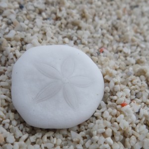 cangkang <em>Sand Dollar</em>