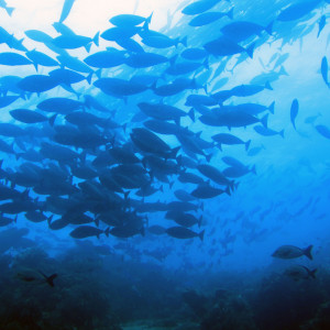 gerombolan ikan