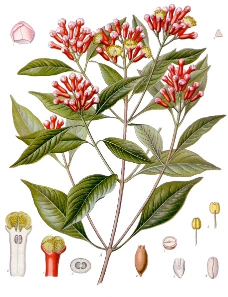 tanaman cengkeh, sumber: Wikipedia