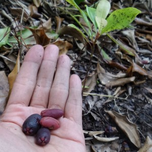 buah cengkeh dan pohon cengkeh yang baru tumbuh