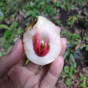 biji buah pala terbungkus fuli