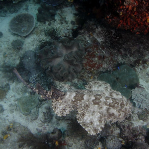 wobbegong-swim
