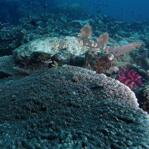 wobegong-reef